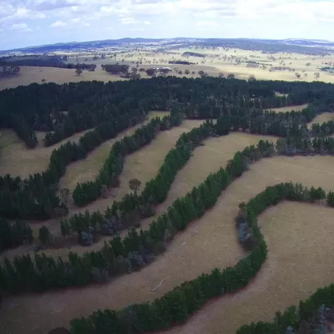 Alley Cropped grazing fields at "The Hill" on Turner's Run farm in Australia, showing rows of trees planted on contour with open pasture between the rows.