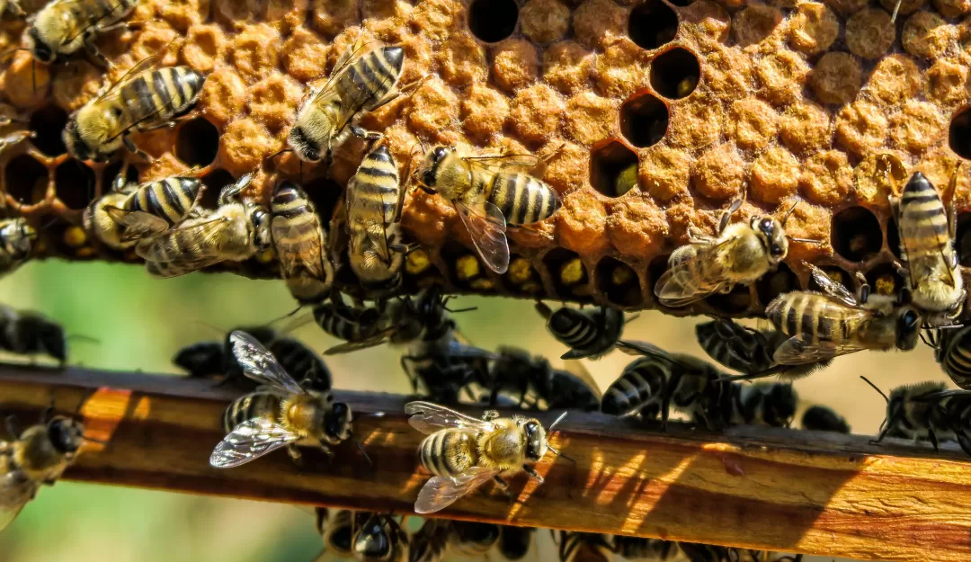 A colony of bees working on a wax comb. The bar for the frame can be seen in the middle of the image, also covered in bees.