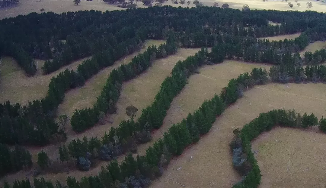 Alley Cropped grazing fields at "The Hill" on Turner's Run farm in Australia, showing rows of trees planted on contour with open pasture between the rows.